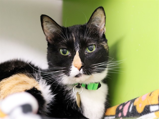 Luna - Female - Domestic SH