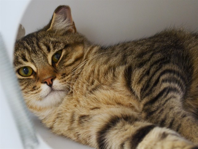 Carter - Male - Domestic SH