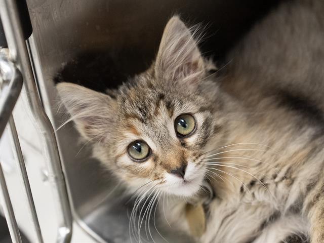 Snickers - Female - Domestic MH