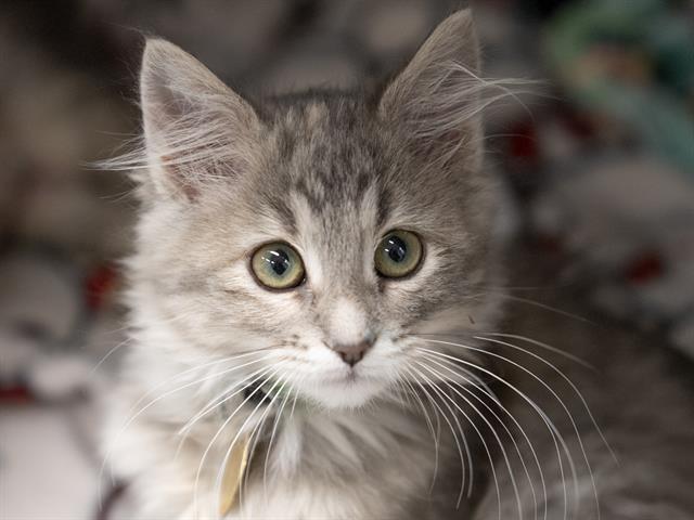 Milky Way - Female - Domestic LH