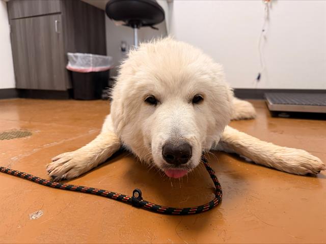 Rose - Female - Great Pyrenees-Mix