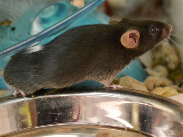 Benny - Male - Mouse