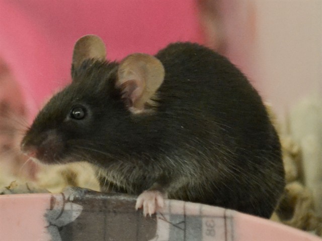 Bing - Male - Mouse