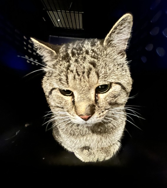 Jerry - Male - Domestic SH
