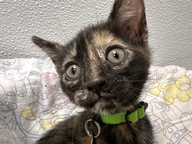  - Female - Domestic SH