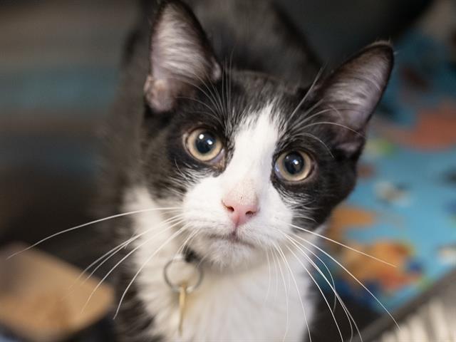 Tux - Male - Domestic SH