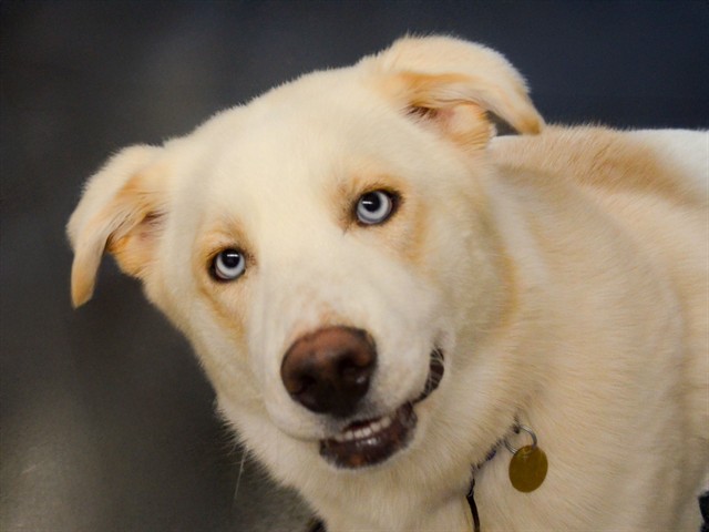 Rascal - Male - Siberian Husky-Mix