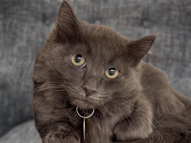 Midnight Rain - Male - Domestic SH