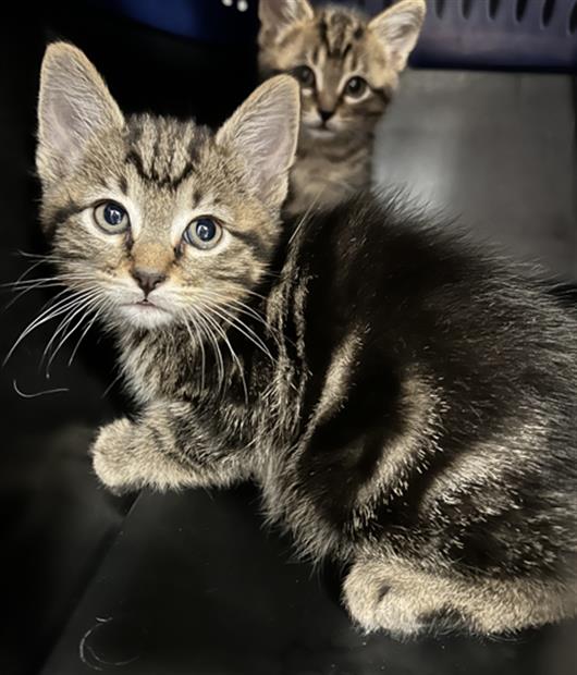 Jerry - Male - Domestic SH