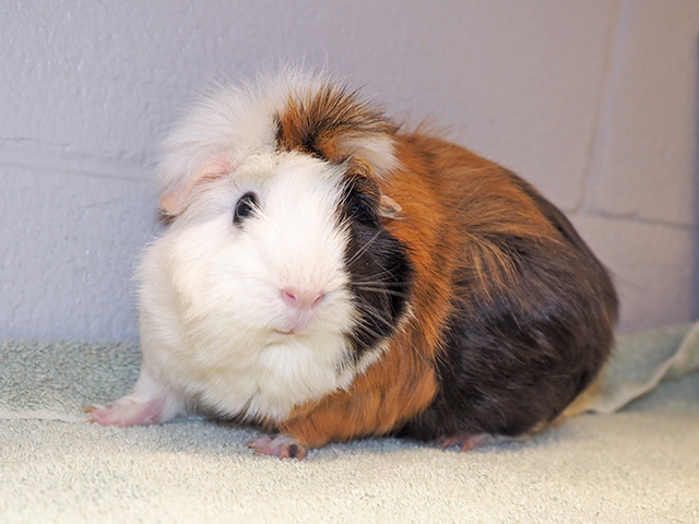 Danny - Female - Guinea Pig