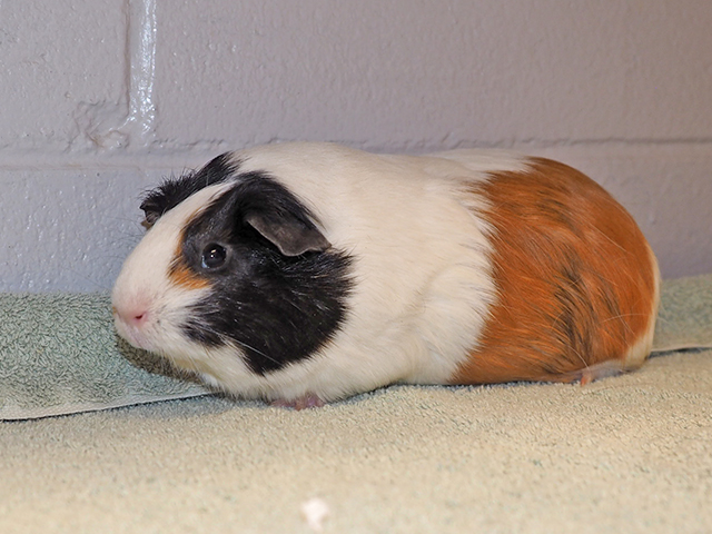 Sammy - Female - Guinea Pig