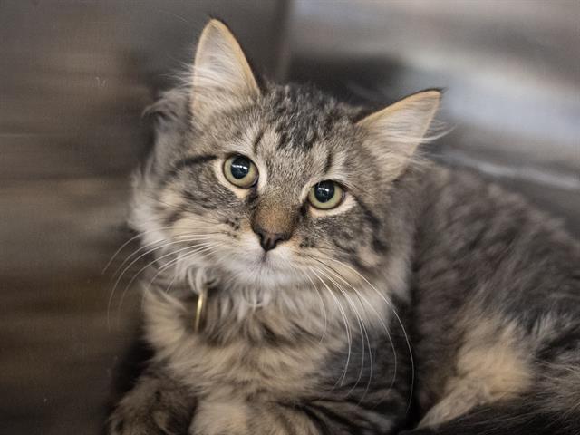 Tarragon - Male - Domestic SH