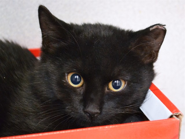Coriander - Male - Domestic SH