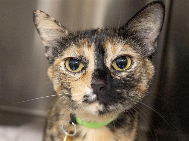 Nala - Female - Domestic SH