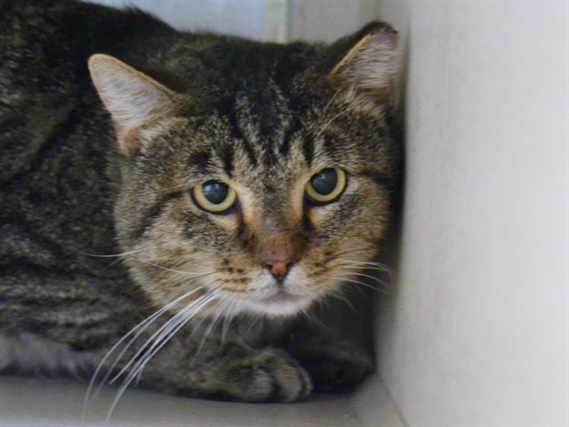Angus - Male - Domestic SH