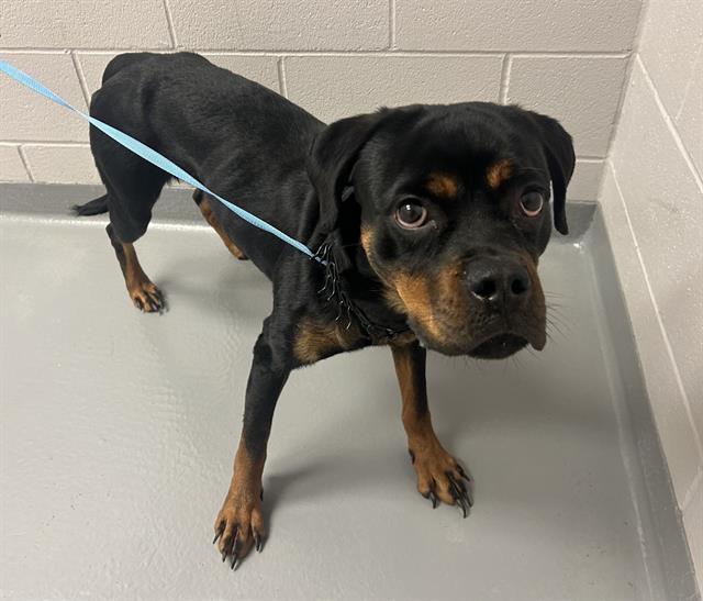 Malory - Female - Rottweiler-Mix