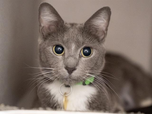 Molly - Female - Domestic SH