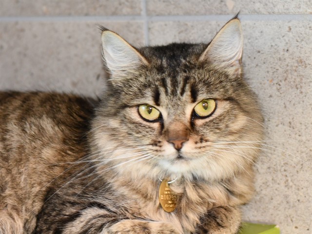 Loveday - Female - Domestic MH