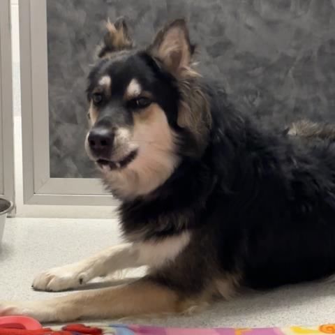 Acorn - Male - German Shepherd-Siberian Husky
