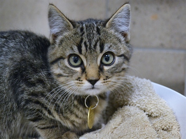 Bagel - Male - Domestic SH
