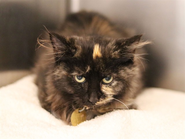 Genevieve - Female - Domestic SH