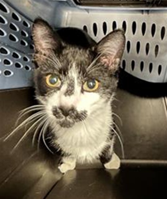 Bobby Jack - Male - Domestic SH
