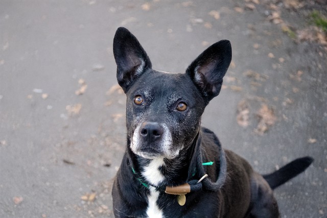 Garnet - Female - Staffordshire Bull Terrier-Mix