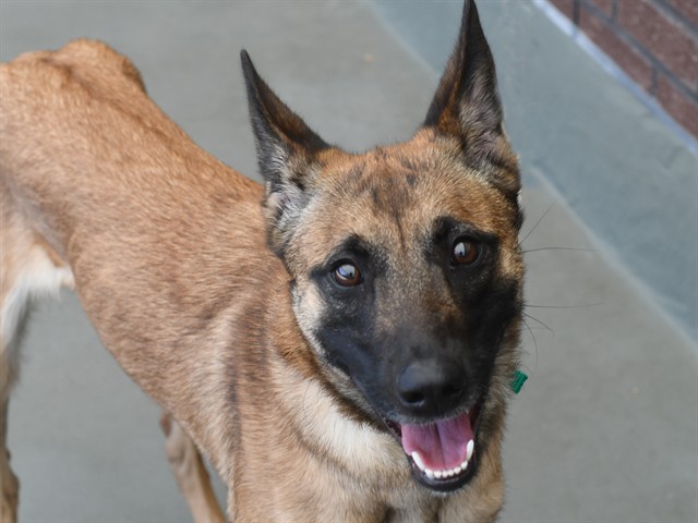 Emiko - Female - Belgian Malinois