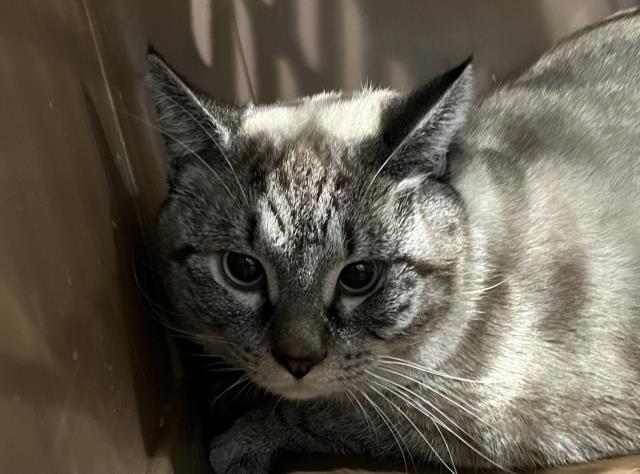 Wheeler - Male - Siamese