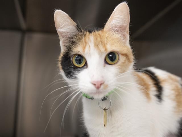 Gamora Hazel - Female - Domestic SH