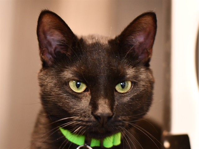 Star Anise - Female - Domestic SH