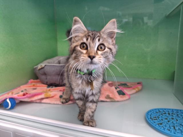 Flo - Female - Domestic LH