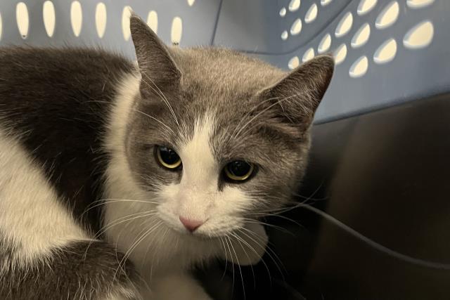 Rayna - Female - Domestic SH