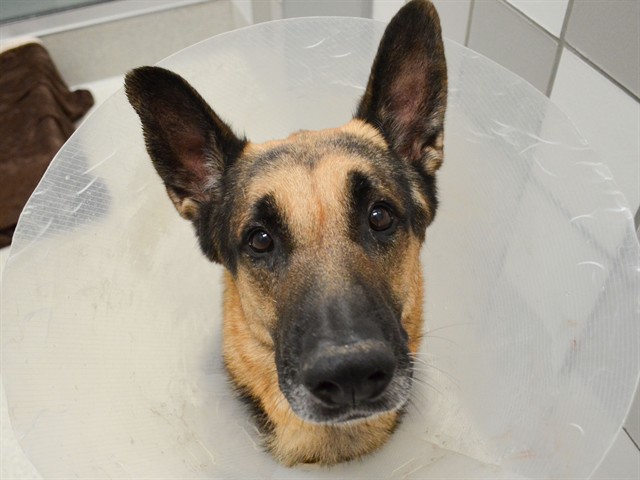 Fred - Male - German Shepherd