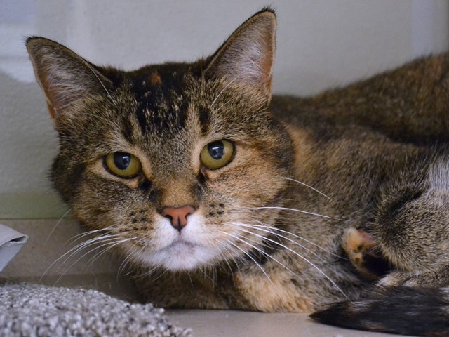 Cali - Female - Domestic SH