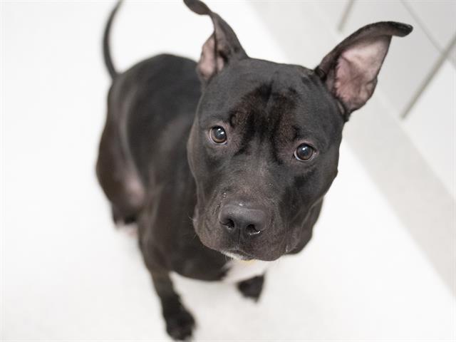 Gigi - Female - Pit Bull-Mix