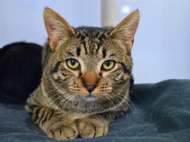 Taco Cat - Male - Domestic SH