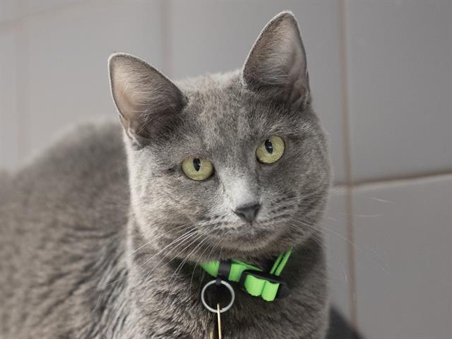 Highee - Female - Domestic SH