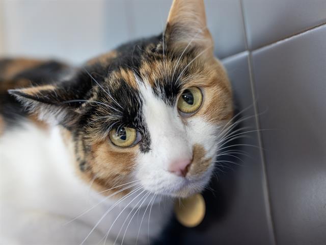 Calypso - Female - Domestic SH