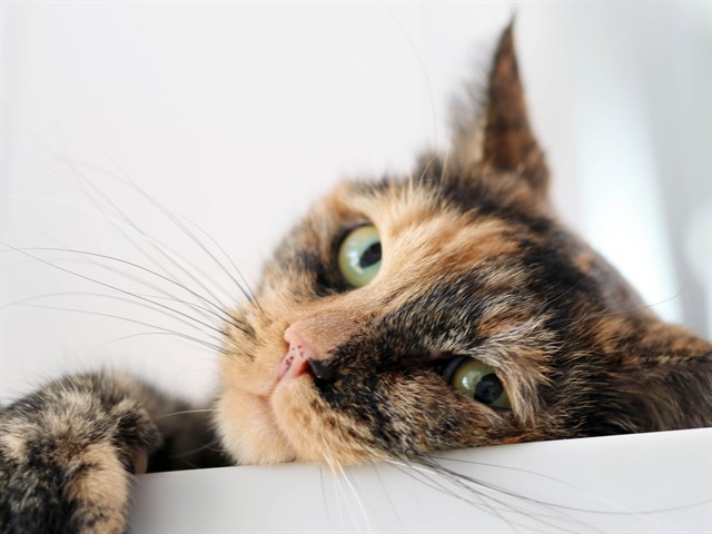 Harley - Female - Domestic SH