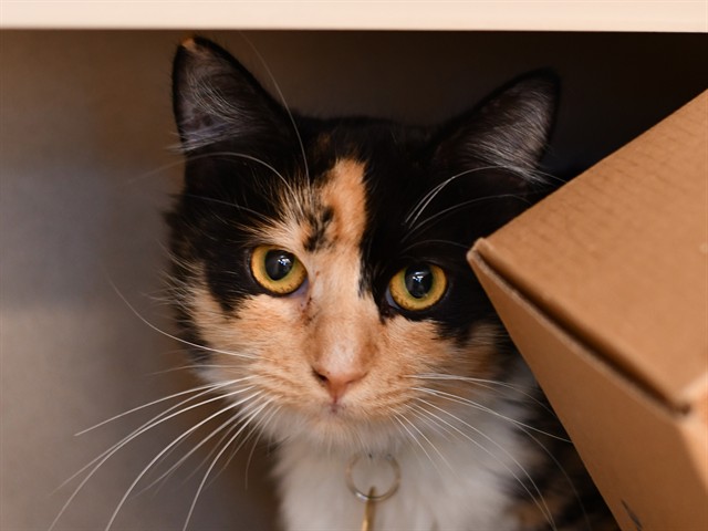 Winnie - Female - Domestic SH