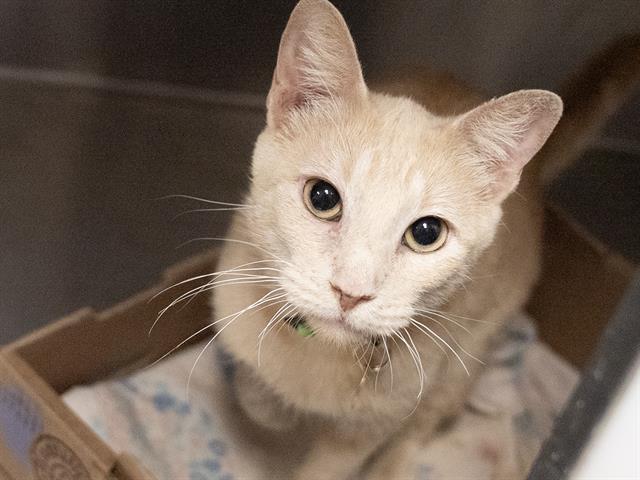 Scarlet - Female - Domestic SH