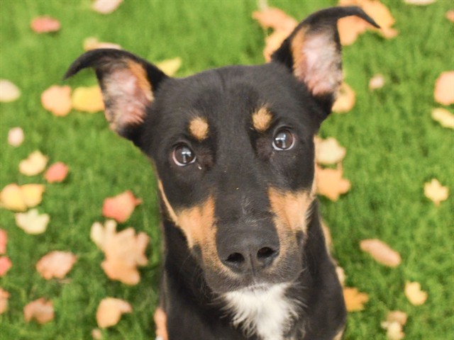 Richard - Male - German Shepherd-Mix