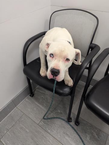 Sergio - Male - Pit Bull-Mix
