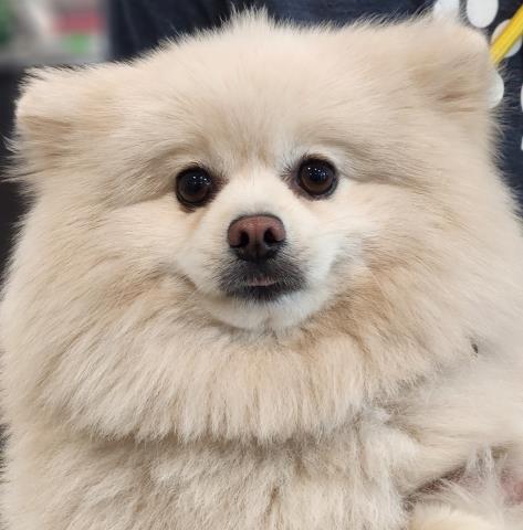 Canelo - Male - Pomeranian