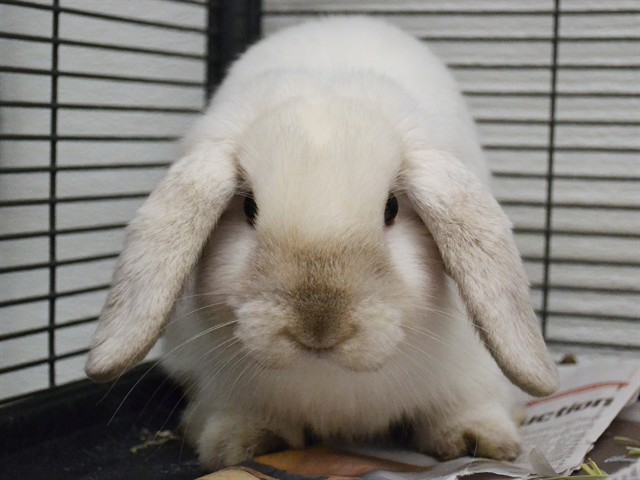 Dallas - Male - Lop