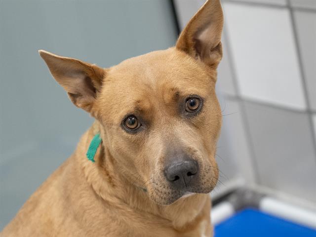 Sally - Female - Pit Bull-Mix
