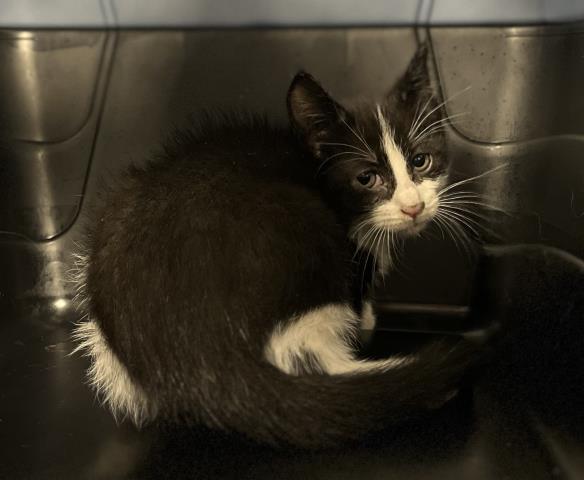 Truffle - Female - Domestic SH