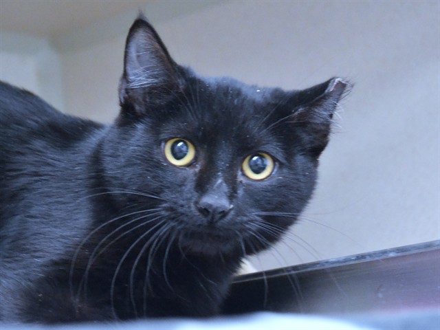 Briar - Male - Domestic SH
