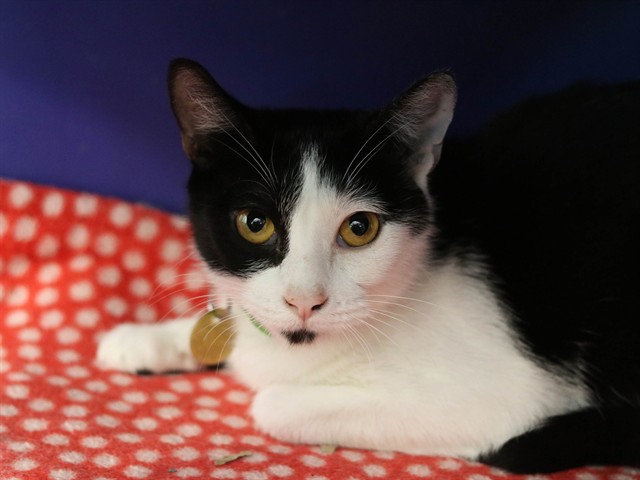 Pearl - Female - Domestic SH